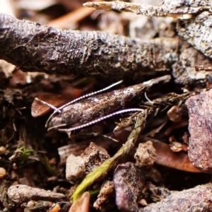 Stagmatophora argyrostrepta at Aranda Bushland - 16 Mar 2024 11:48 AM