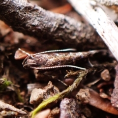 Stagmatophora argyrostrepta at Aranda Bushland - 16 Mar 2024