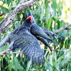 Callocephalon fimbriatum at Longwarry North, VIC - suppressed