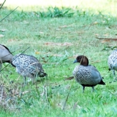 Chenonetta jubata (Australian Wood Duck) at Longwarry North, VIC - 17 Mar 2024 by Petesteamer