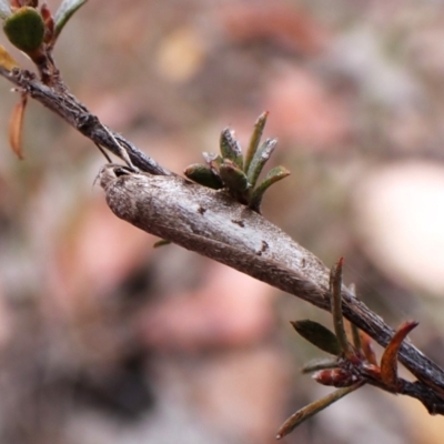 Philobota (genus) (Unidentified Philobota genus moths) at Aranda Bushland - 16 Mar 2024 by CathB