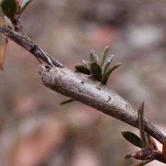 Philobota (genus) at Aranda Bushland - 16 Mar 2024