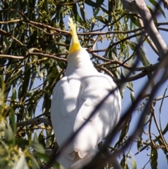 Cacatua galerita (Sulphur-crested Cockatoo) at Longwarry North, VIC - 16 Mar 2024 by Petesteamer