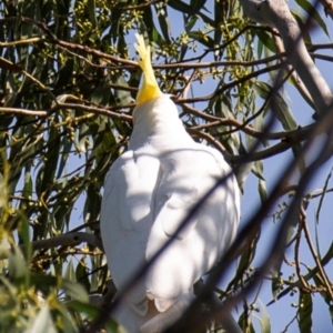 Cacatua galerita at Longwarry North, VIC - 17 Mar 2024