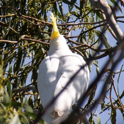 Cacatua galerita (Sulphur-crested Cockatoo) at Longwarry North, VIC - 17 Mar 2024 by Petesteamer