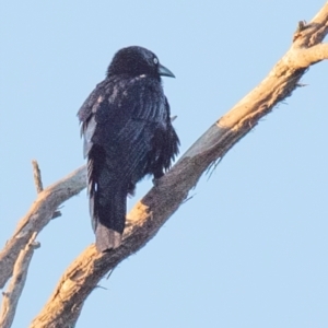 Corvus mellori at Drouin, VIC - 17 Mar 2024 06:55 AM