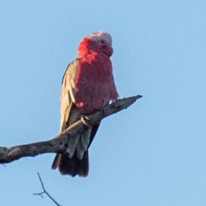 Eolophus roseicapilla at Drouin, VIC - 17 Mar 2024 06:59 AM