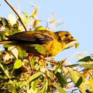 Manorina melanophrys at Drouin, VIC - 17 Mar 2024