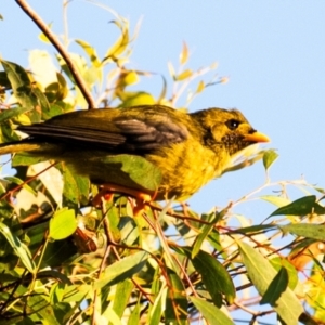 Manorina melanophrys at Drouin, VIC - 17 Mar 2024 07:19 AM