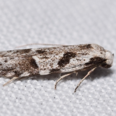 Oxythecta hieroglyphica (A scat moth) at QPRC LGA - 16 Mar 2024 by DianneClarke