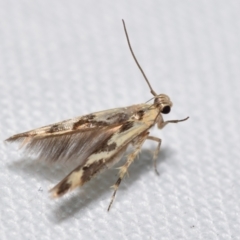Stathmopoda melanochra (An Oecophorid moth (Eriococcus caterpillar)) at Jerrabomberra, NSW - 16 Mar 2024 by DianneClarke