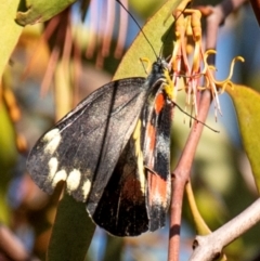 Delias harpalyce at Longwarry North, VIC - 17 Mar 2024 08:46 AM