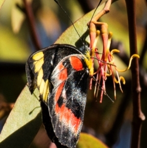 Delias harpalyce at Longwarry North, VIC - 17 Mar 2024