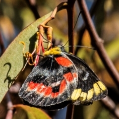 Delias harpalyce at Longwarry North, VIC - 17 Mar 2024 08:46 AM