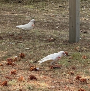 Cacatua tenuirostris at Castlemaine, VIC - 11 Mar 2024