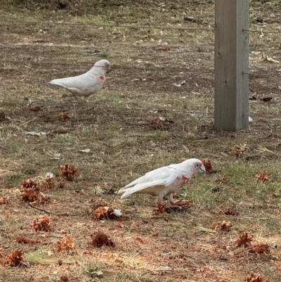 Cacatua tenuirostris (Long-billed Corella) at Castlemaine, VIC - 11 Mar 2024 by SimoneC