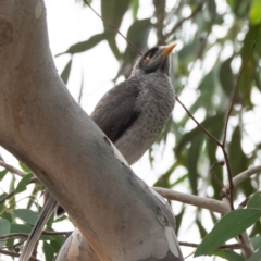 Manorina melanocephala (Noisy Miner) at Higgins Woodland - 17 Mar 2024 by Untidy