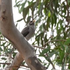 Manorina melanocephala at Higgins Woodland - 17 Mar 2024 12:05 PM