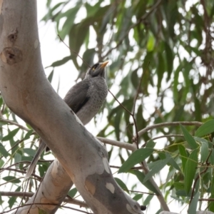 Manorina melanocephala at Higgins Woodland - 17 Mar 2024 12:05 PM