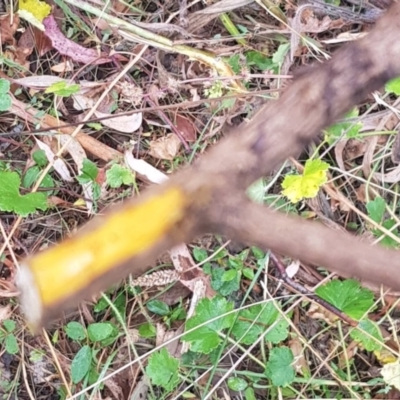 Berberis aquifolium (Oregon Grape) at Mount Majura - 17 Mar 2024 by MAX