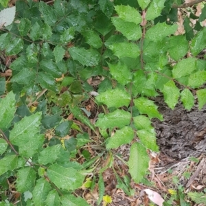 Berberis aquifolium at Mount Majura - 17 Mar 2024