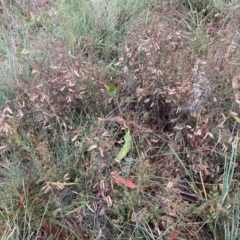 Bossiaea buxifolia (Matted Bossiaea) at Watson, ACT - 17 Mar 2024 by waltraud