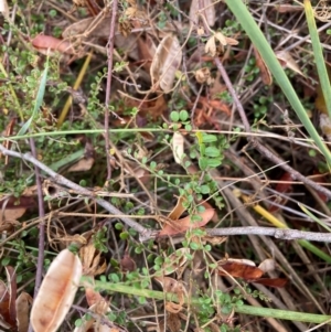 Bossiaea buxifolia at Mount Majura - 17 Mar 2024 11:39 AM