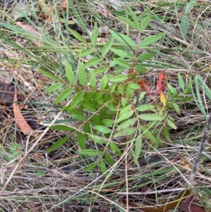 Pistacia chinensis at Mount Majura - 17 Mar 2024 11:41 AM