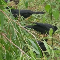 Corcorax melanorhamphos (White-winged Chough) at Mount Majura - 16 Mar 2024 by MPW