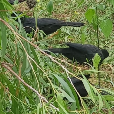 Corcorax melanorhamphos (White-winged Chough) at Mount Majura - 16 Mar 2024 by MAX