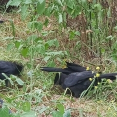 Corcorax melanorhamphos at Mount Majura - 16 Mar 2024