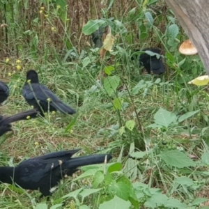 Corcorax melanorhamphos at Mount Majura - 16 Mar 2024