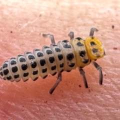 Illeis galbula (Fungus-eating Ladybird) at QPRC LGA - 17 Mar 2024 by thegraduatesunfly