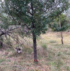 Sorbus domestica at Mount Majura - 17 Mar 2024 01:33 PM