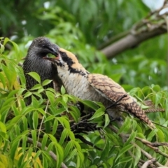 Anthochaera chrysoptera (Little Wattlebird) at Wollondilly Local Government Area - 16 Mar 2024 by Freebird