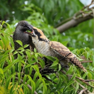 Anthochaera chrysoptera (Little Wattlebird) at Wollondilly Local Government Area - 16 Mar 2024 by Freebird