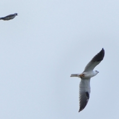 Elanus axillaris (Black-shouldered Kite) at Tahmoor, NSW - 16 Mar 2024 by Freebird