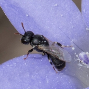 Hylaeus (Prosopisteron) sp. (genus & subgenus) at Lawson, ACT - 16 Mar 2024