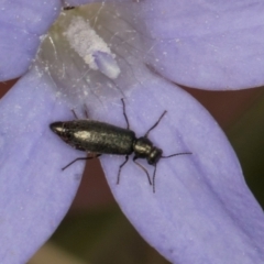 Dasytinae (subfamily) (Soft-winged flower beetle) at Lawson North Grasslands - 16 Mar 2024 by kasiaaus