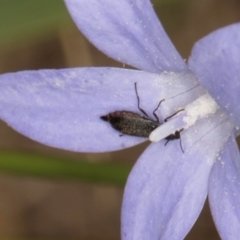 Dasytinae (subfamily) at Lawson, ACT - 16 Mar 2024