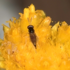 Chalcidoidea (superfamily) (A gall wasp or Chalcid wasp) at Lawson North Grasslands - 16 Mar 2024 by kasiaaus