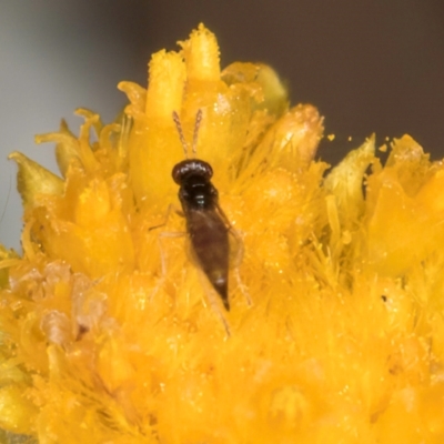 Chalcidoidea (superfamily) (A gall wasp or Chalcid wasp) at Lawson, ACT - 16 Mar 2024 by kasiaaus