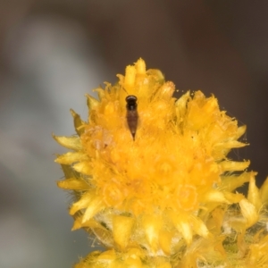 Chalcidoidea (superfamily) at Dawn Crescent Grassland (DCG) - 16 Mar 2024