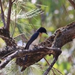 Myiagra inquieta (Restless Flycatcher) at Moollattoo, NSW - 10 Mar 2024 by Rixon