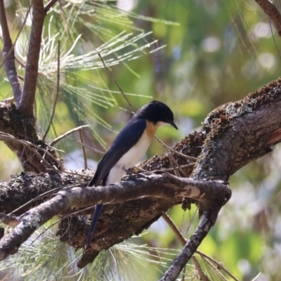 Myiagra inquieta (Restless Flycatcher) at Moollattoo, NSW - 10 Mar 2024 by Rixon