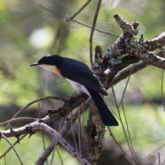 Myiagra inquieta at Moollattoo, NSW - 10 Mar 2024 01:20 PM