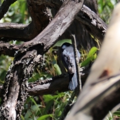 Myiagra inquieta at Moollattoo, NSW - 10 Mar 2024 01:20 PM