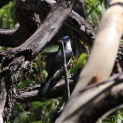 Myiagra inquieta at Moollattoo, NSW - 10 Mar 2024 01:20 PM