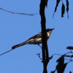 Myiagra inquieta at Moollattoo, NSW - 10 Mar 2024 01:20 PM