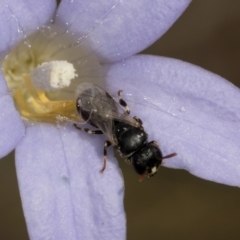 Hylaeus (Prosopisteron) sp. (genus & subgenus) (Masked Bee) at Dawn Crescent Grassland (DCG) - 16 Mar 2024 by kasiaaus